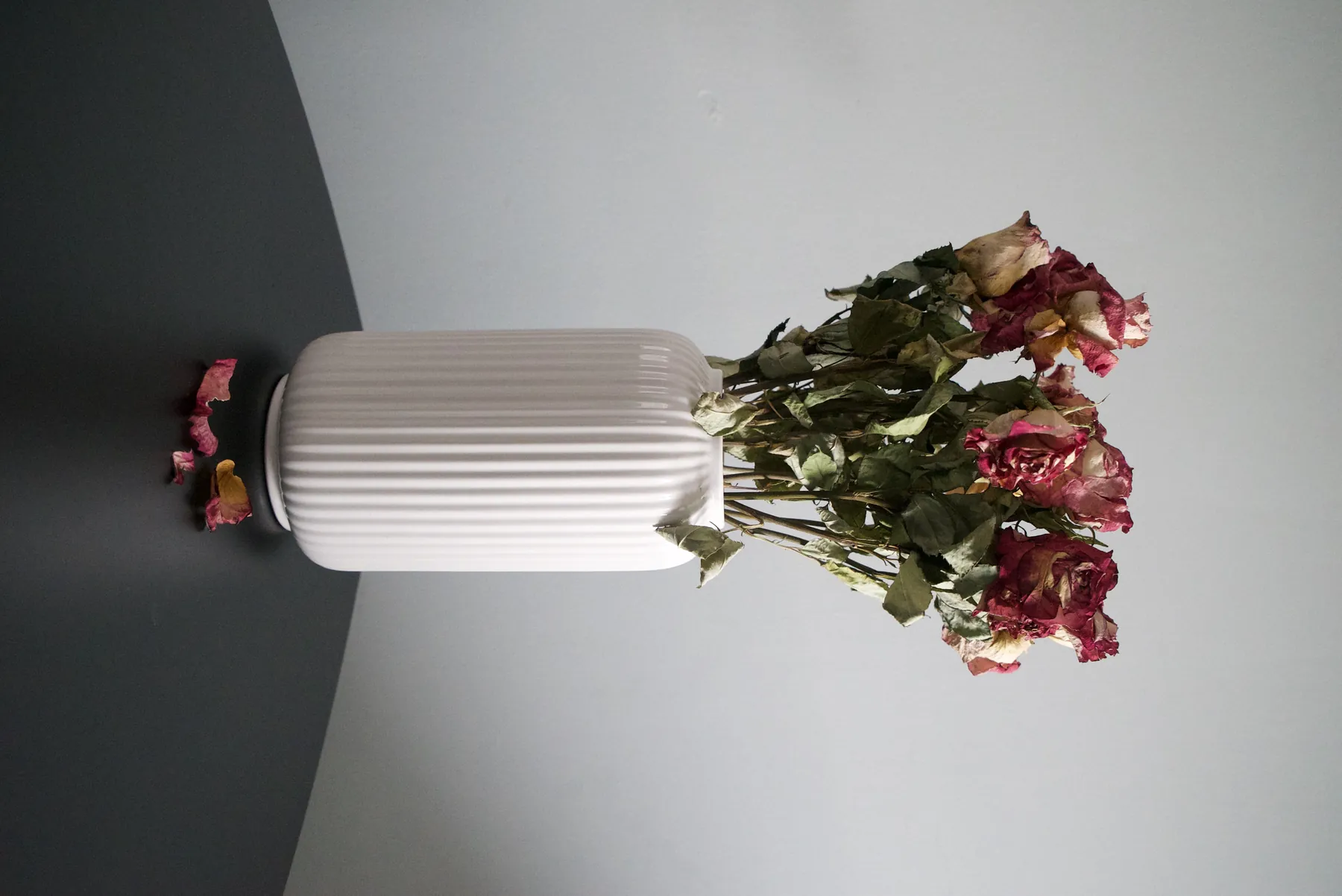 Dried Roses