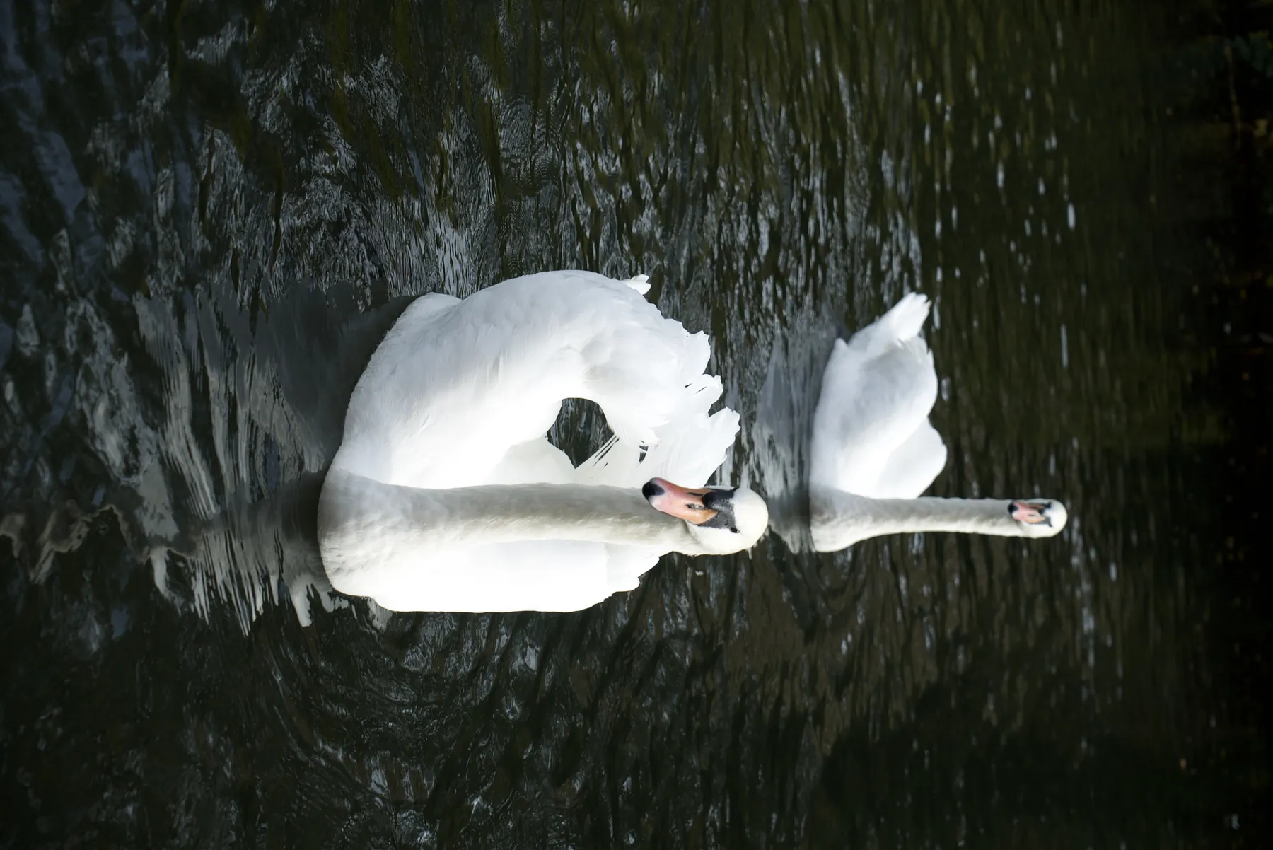 Two Swans